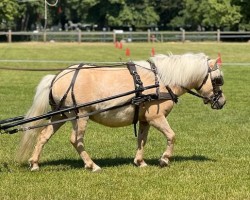 Zuchtstute Cilly (Shetland Pony, 2020, von Chris van 't Zand)