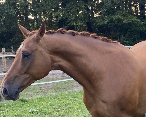 broodmare Parijan (Hanoverian, 2008, from Perigueux)