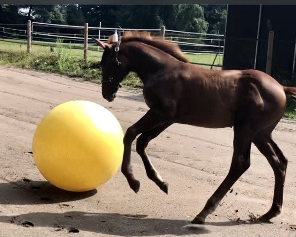 dressage horse Delaney (Hanoverian, 2021, from Dimagico)