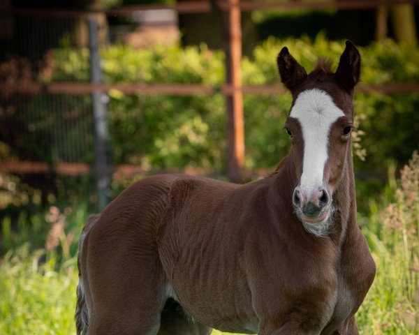 jumper Centinel CE (Westphalian, 2023, from Caribis Z)