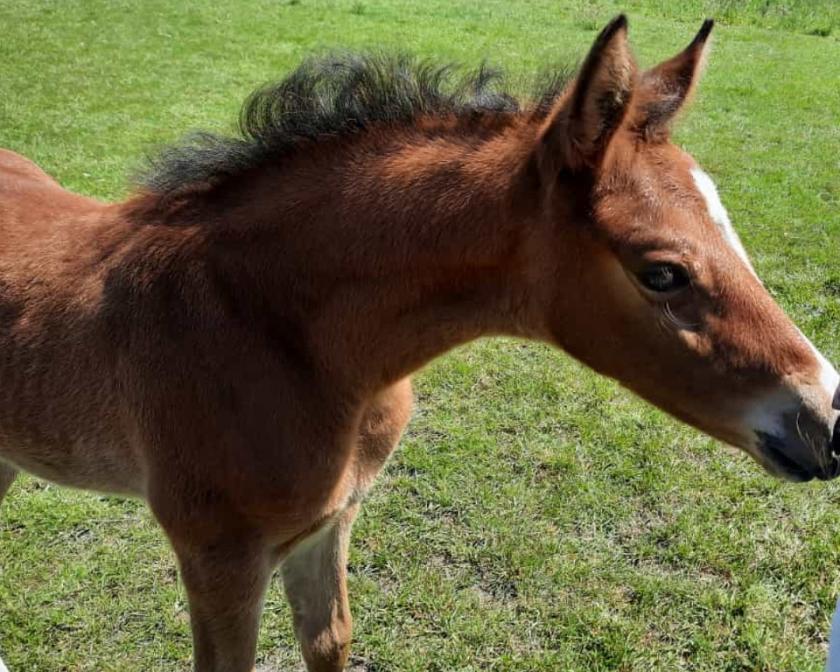 Dressurpferd Cupid (Deutsches Reitpony, 2023, von César 7)