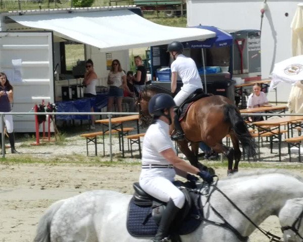 Reitturnier Blaubeuren 2023