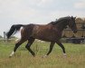 jumper Sir Henry (Westphalian, 2003, from Show Star)