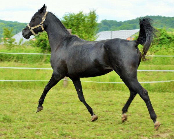 Zuchtstute cadanza (Araber, 2011, von Wuhmir Monpelou ox)