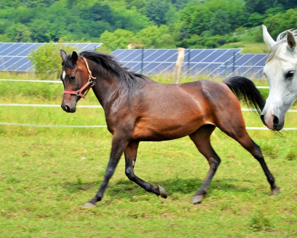 broodmare Charlotte (Arabian thoroughbred, 2017)