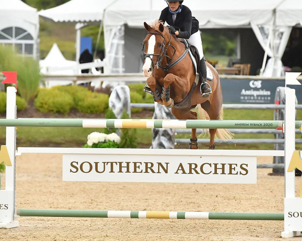 jumper KEC Hampton (Irish Sport Horse, 2008, from Lancelot)