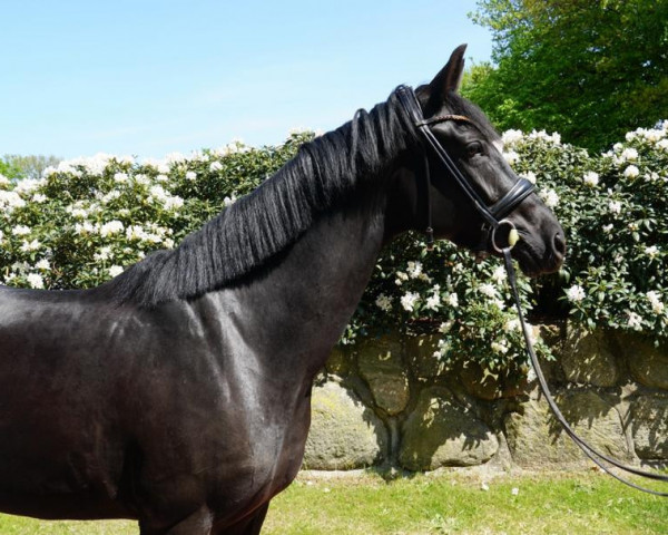 dressage horse Fairytale Dream (Hanoverian, 2019, from Fantastic)