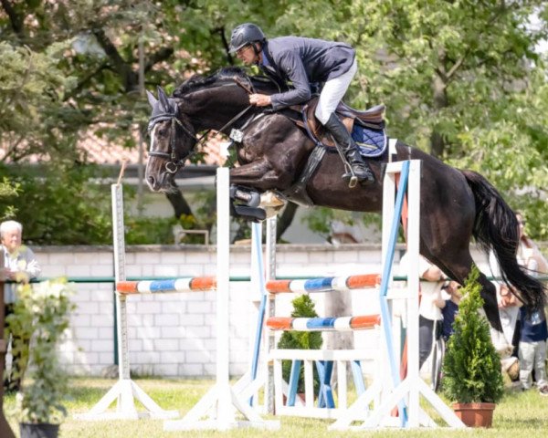 jumper Margot Fs (German Sport Horse, 2016, from Viscount 22)