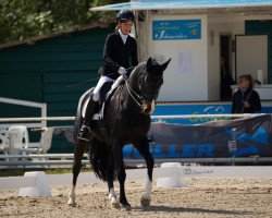 dressage horse Fürst Lady S (Württemberger, 2009, from Fürst Hohenstein)