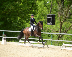 dressage horse Zoom on me (Westphalian, 2018, from Zoom 8)