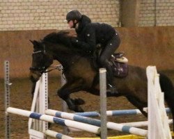 dressage horse Friedrichshof All - Ombre (German Riding Pony, 2013, from Allbrighton)