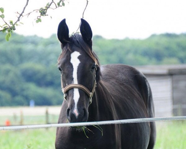 Dressurpferd Diamond Fay (Hannoveraner, 2015, von Dancier)