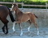 dressage horse Hengst von Dynamic Dream / Vivaldi (Oldenburg, 2023, from Dynamic Dream)