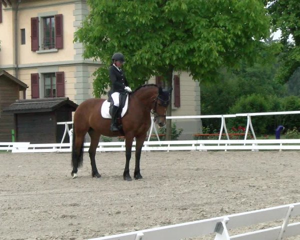 Reitturnier Avenches 2023