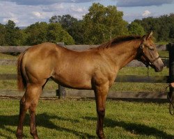 horse Earthshine xx (Thoroughbred, 2019, from Whistler MTN Gold xx)