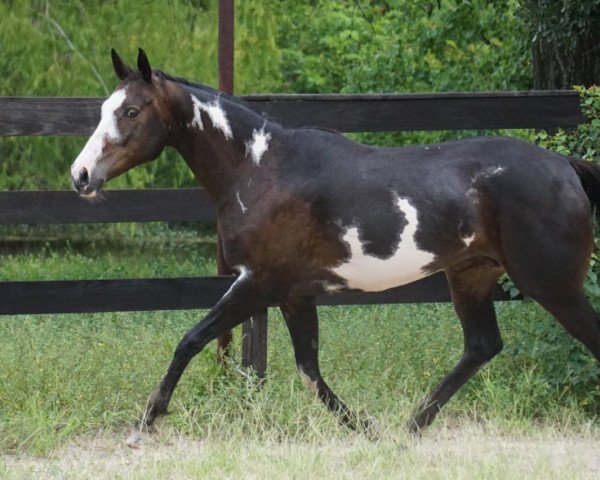 broodmare Whimsical Wishes xx (Thoroughbred, 2005, from Ellusive Quest xx)