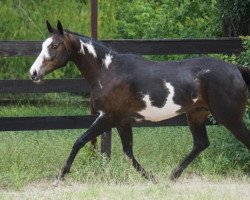 broodmare Whimsical Wishes xx (Thoroughbred, 2005, from Ellusive Quest xx)