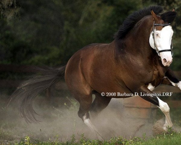 horse Reply xx (Thoroughbred, 1996, from Puchilingui xx)