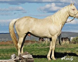 stallion Crusov Fox xx (Thoroughbred, 2008, from Snowy River xx)