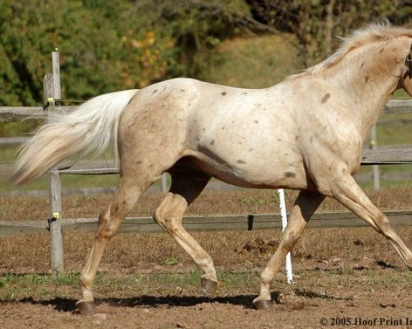 stallion G PS Krugerrand xx (Thoroughbred, 1998, from Glitter Please xx)