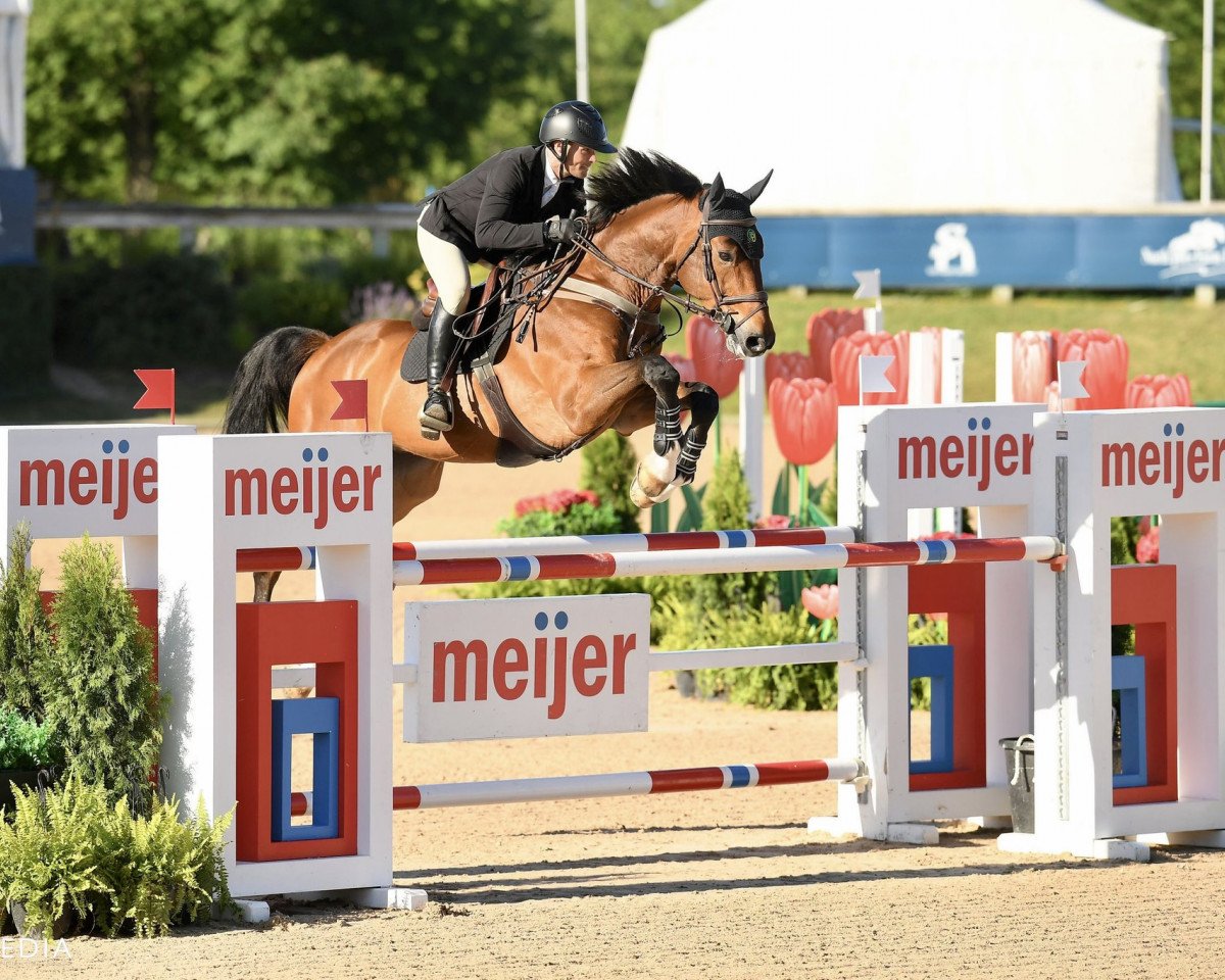 Springpferd Kardentox van het Gevahof (Belgisches Warmblut, 2010, von VDL Cardento 933)