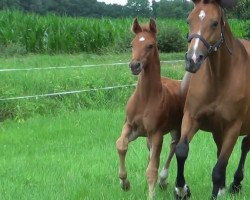 dressage horse Freudentanz 2 (Hanoverian, 2013, from Fidertanz)