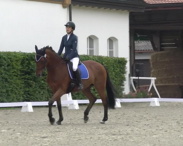 Reitturnier Avenches 2023