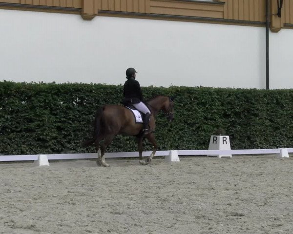 Reitturnier Avenches 2023