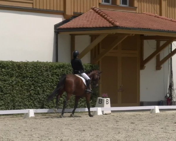 Reitturnier Avenches 2023