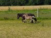 dressage horse Jolly Jumper vom Rabenschloss (German Classic Pony, 2016, from Joker vom Uhlenbruch)