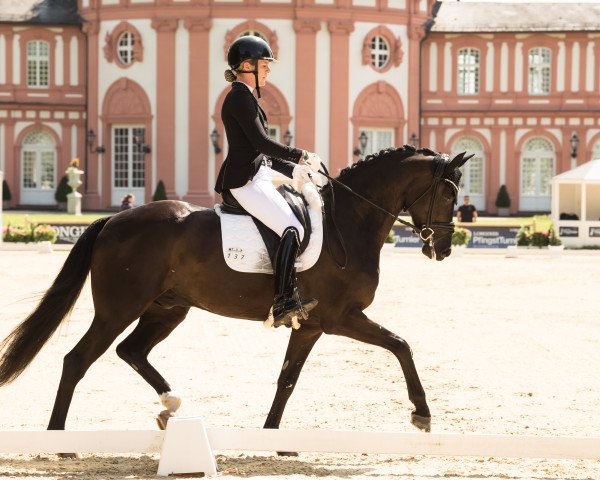 dressage horse Sign of The Time H (Oldenburg, 2018, from Secret)