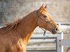 dressage horse Secret's Fleur (Oldenburg, 2021, from Secret)