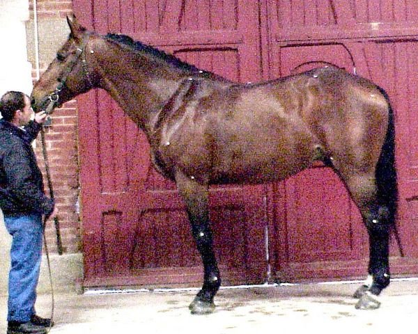stallion Bel Espoir (Selle Français, 1989, from Double Espoir)
