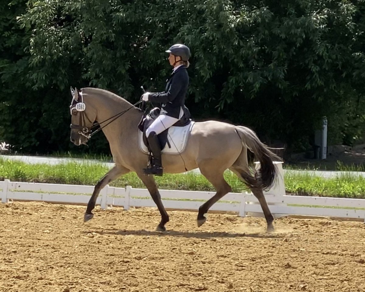 Dressurpferd Nadir 96 (Polnisches Warmblut, 2015)