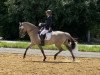 dressage horse Nadir 96 (Polish Warmblood, 2015)