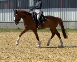 dressage horse Pedro (German Warmblood, 2017, from sxxxxx)