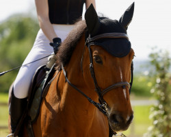 jumper Mainhattan (Oldenburg show jumper, 2010, from Mariachi)