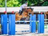 jumper Ralph van het Ameldonk Z (Zangersheide riding horse, 2013, from Rexar du Houssoit)