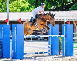 Springpferd Ralph van het Ameldonk Z (Zangersheide Reitpferd, 2013, von Rexar du Houssoit)