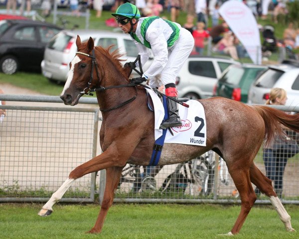 broodmare Wunder xx (Thoroughbred, 2011, from Adlerflug xx)