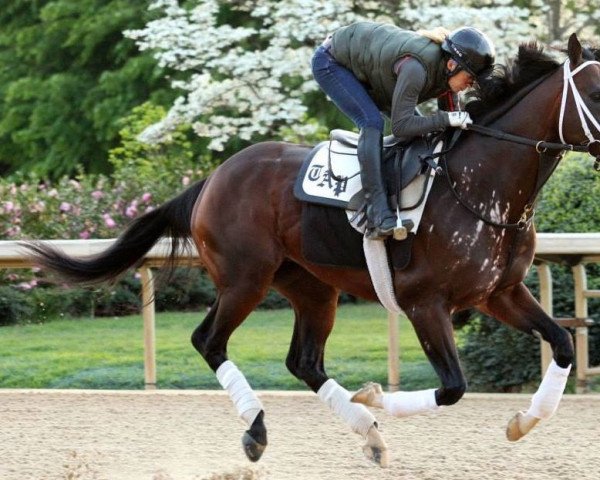 stallion Golden Lad xx (Thoroughbred, 2010, from Medaglia d'Oro xx)