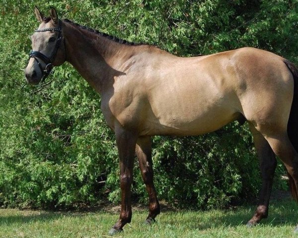 horse Buckskin Boy xx (Thoroughbred, 2006, from Guaranteed Gold xx)