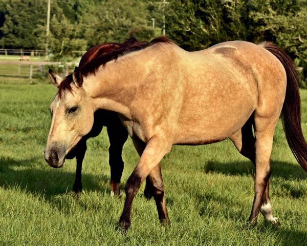 broodmare Rff Yellow Rose xx (Thoroughbred, 2010, from Rff Princecharming xx)