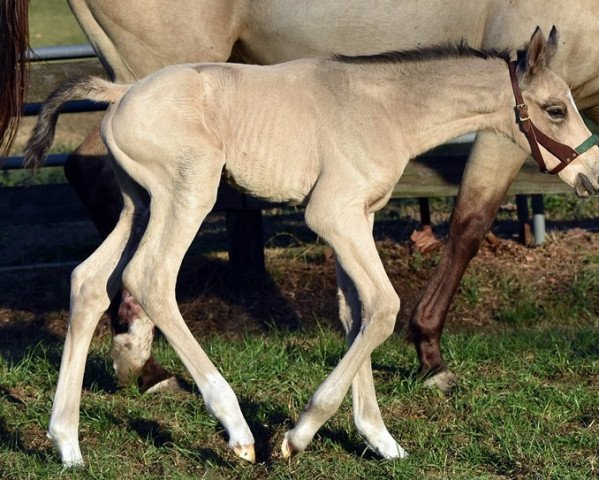 horse Hengst von Ivory Keys xx (Thoroughbred, 2021, from Ivory Keys xx)