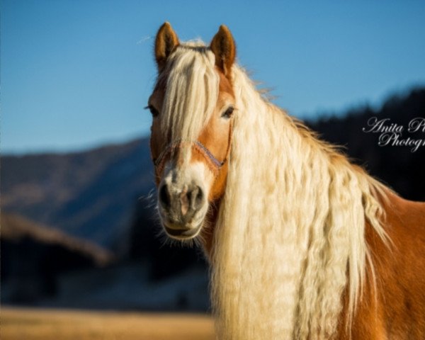 broodmare Huanita (Haflinger, 2012, from Newstyle)