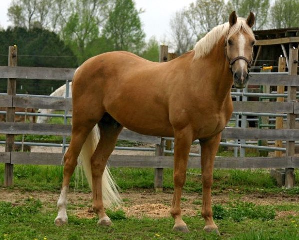 stallion Canadian Kid xx (Thoroughbred, 1990, from Milkie xx)