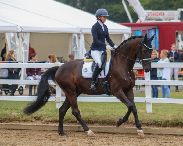dressage horse Fürst Amour 2 (Oldenburg, 2015, from Fürstenball)