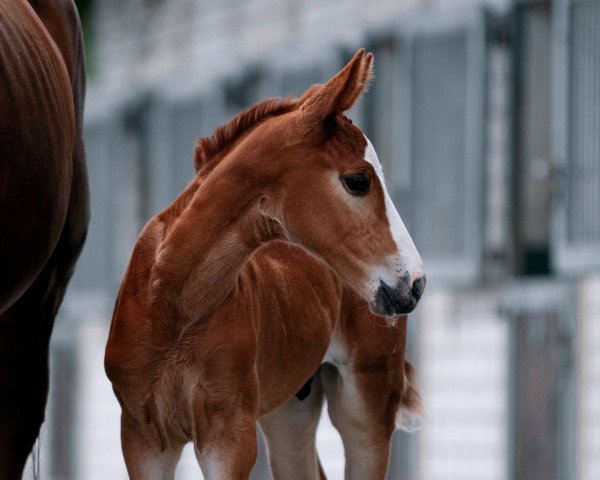 Springpferd Oristano NS (Westfale, 2022, von Ogano)