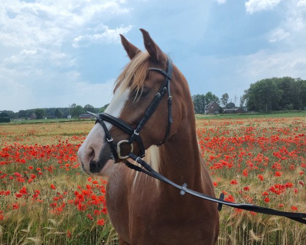 Dressurpferd Nala's Nightstar (Deutsches Reitpony, 2017, von Fs Numero Uno)