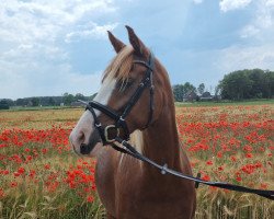 dressage horse Nala's Nightstar (German Riding Pony, 2017, from Fs Numero Uno)